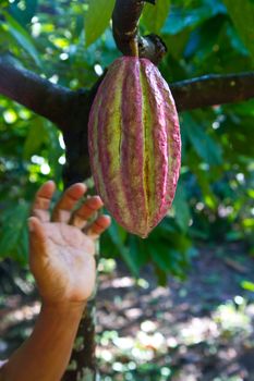 Hand picking ripe cocoa fruit in Belieze.