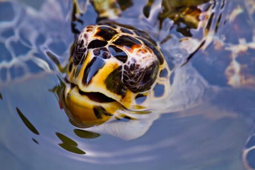 A hawksbill turtle in Honduras, Central America