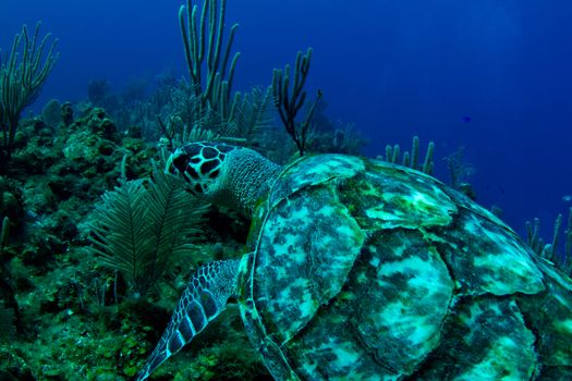 A hawksbill turtle swims on a tropical reef in Central America