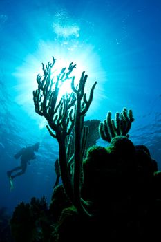 A scuba diver hovers in the waters of Honduras whilst looking at the coral.