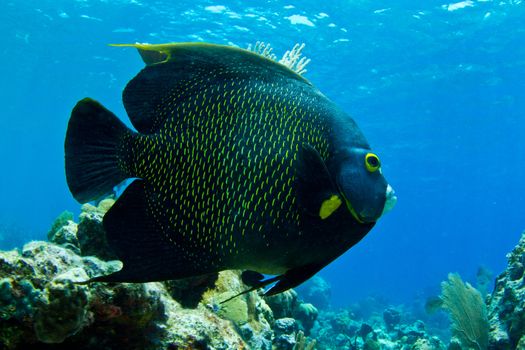 A huge Caribbean Angel fish cruises the shallows.