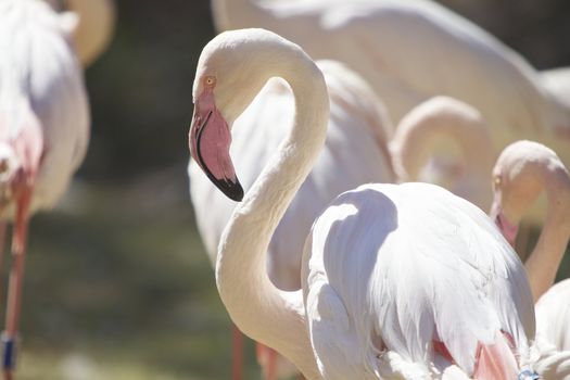 Group of flamingo, sun bathing 