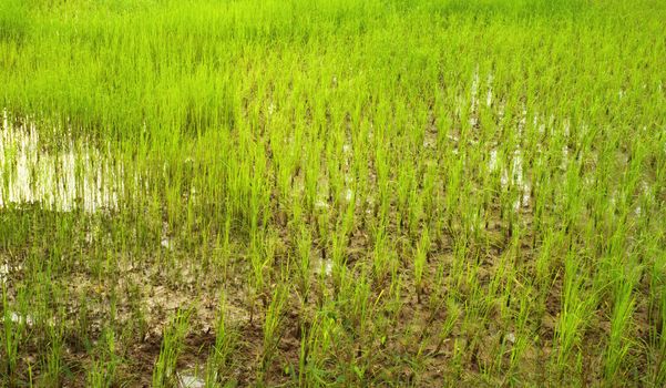 background asian cornfield with water and soil