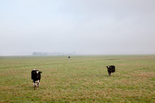 three black and white cows in dutch polder