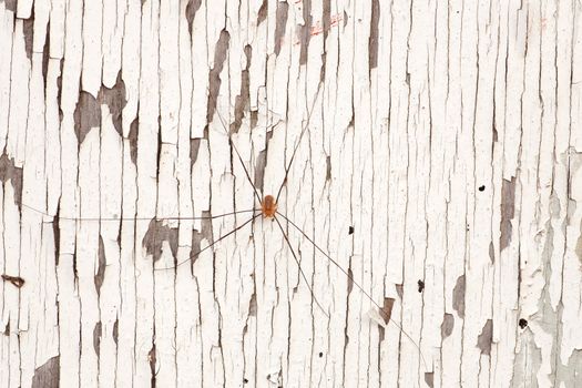 daddy long legs on weatherd board with white paint