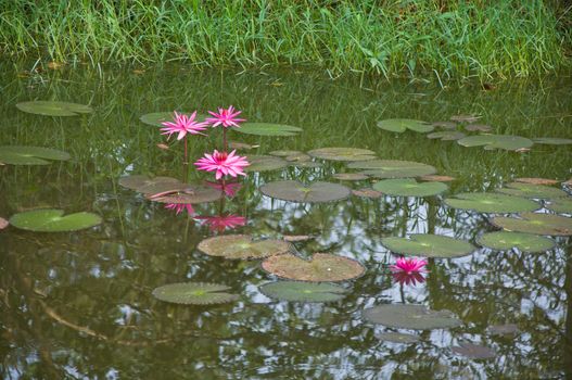 Pink lotus or water lily in the pond, Nakornrachaseema, Thailand
