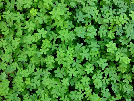 leaves  made of clover