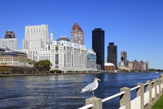 Seagull in Manhattan, New York