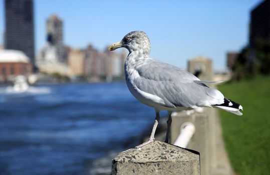 Seagull in Manhattan, New York