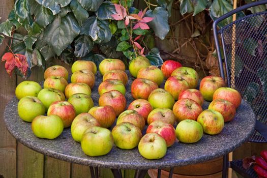 Windfall Bramley apples ("Malus Domestica Bramley’s Seedling")