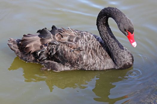 Black swan (cygnus atratus) native to Australia