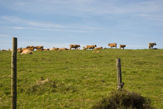 Cows in the field with blue sky in Cedeira, Galicia, Spain