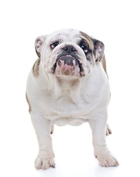 English Bulldog Dog standing over white background, eye contact