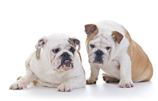 Two English Bulldog Dogs looking down, over white