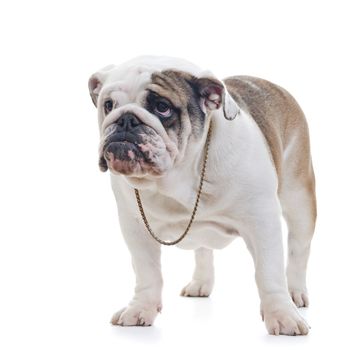 English Bulldog wearing necklace standing over white background, looking off camera