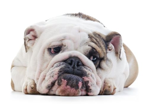 English Bulldog laying over white background, shy looking off camera