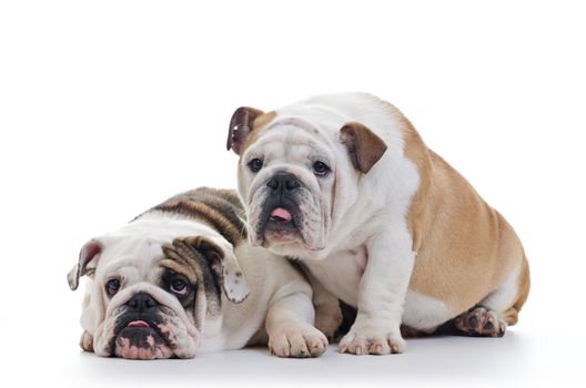 two english bulldogs over white background, horizontal shot