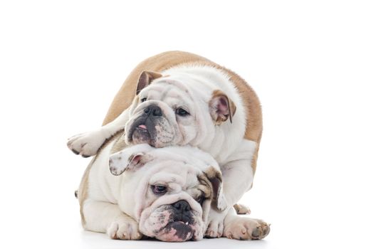 english bulldogs playing, one dog on top of other, Horizontal shot over white