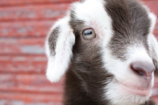 Close up of a baby goat's face with a background of wood with peeling red paint