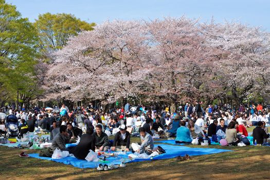 TOKYO - APRIL 5 : traditionally every year many people come to celebrate cherry blossom season at famous Yoyogi park  April 5, 2008 in Tokyo, Japan