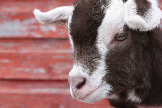 Close up of a baby goat's face with a background of wood with peeling red paint