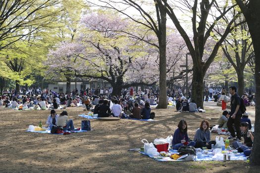 Tokyo, Japan - April 4, 2008: people crowds celebrate cherry blossom in famous Yoyogi park in Tokyo. This is traditional Japanese leisure, it takes place every year during cherry blossom season.