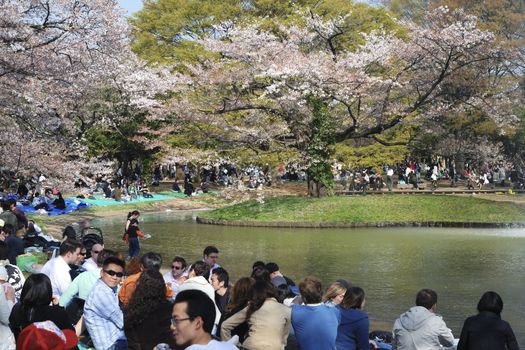 Tokyo, Japan - April 4, 2008: people crowds celebrate cherry blossom in famous Yoyogi park in Tokyo. This is traditional Japanese leisure, it takes place every year during cherry blossom season.