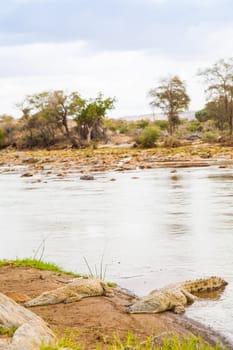 Kenya, Tsavo East National Park. Crocodiles  joining the last sun before the sunset