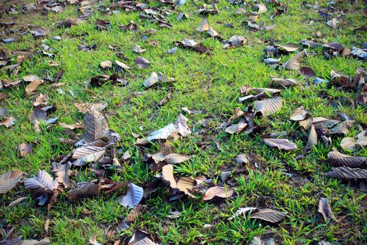 Autumn leafs in the green grass landscape fragment background