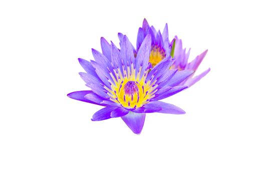 Lotus flower in the pond