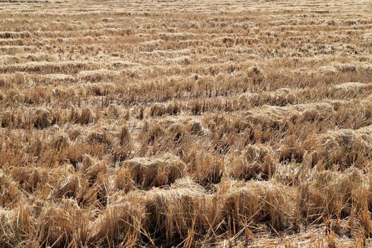 rice straw filed