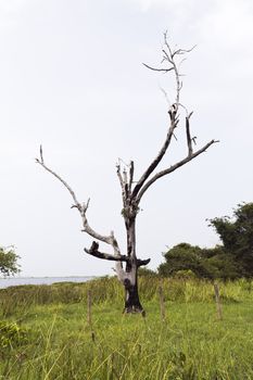 Dead trees and dry are rice farmers in Thailand