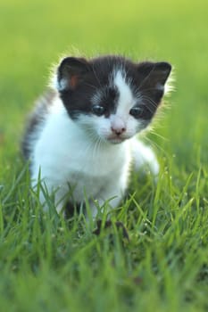 Adorable Baby Kitten Outdoors in Grass