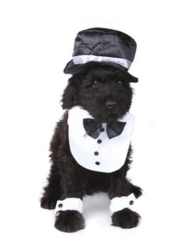 Black Russian Terrier Puppy Dog on White Background