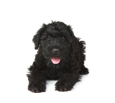 Black Russian Terrier Puppy Dog on White Background