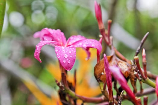 Horizontal of solitary Pink Fluked Hibiscus with rain droplets in the tropical Indian monsons in a garden with out of focus green foliage backdrop