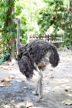 portrait of ostrich