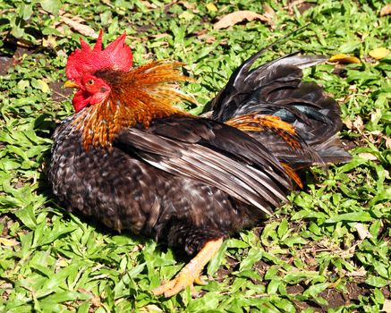Thai bantam chicken in field