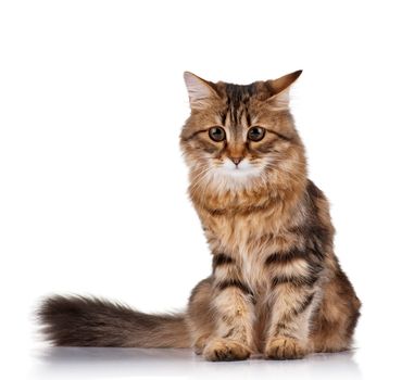 Cute young Siberian cat on white background