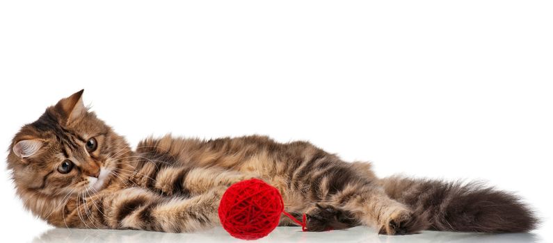 Cute young Siberian cat with red clew isolated on white background