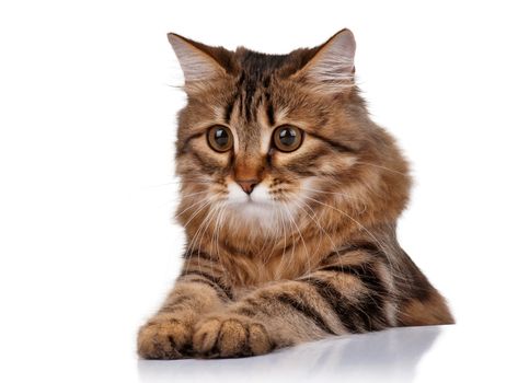 Cute young Siberian cat on white background