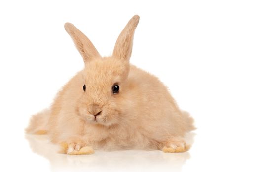 Portrait of adorable rabbit over white background