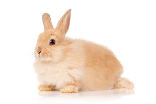 Portrait of adorable rabbit over white background