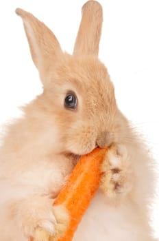 Portrait of adorable rabbit with carrot over white background