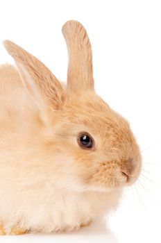 Portrait of adorable rabbit over white background
