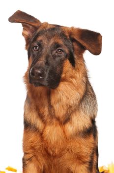 German Shepherd puppy, 5 months old on white background