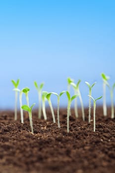 Close-up of green seedling growing out of soil