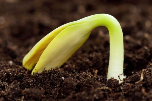 Close-up of seedling of a sunflower growing out of soil