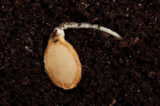 Close-up of seedling of a pumpkin growing in soil