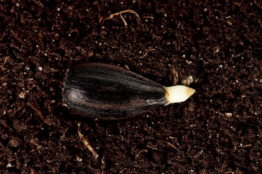 Close-up of seedling of a sunflower growing in soil